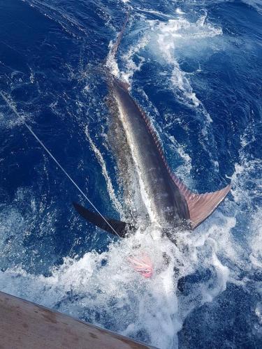 marlin2